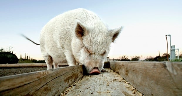 Pig in a Trough
